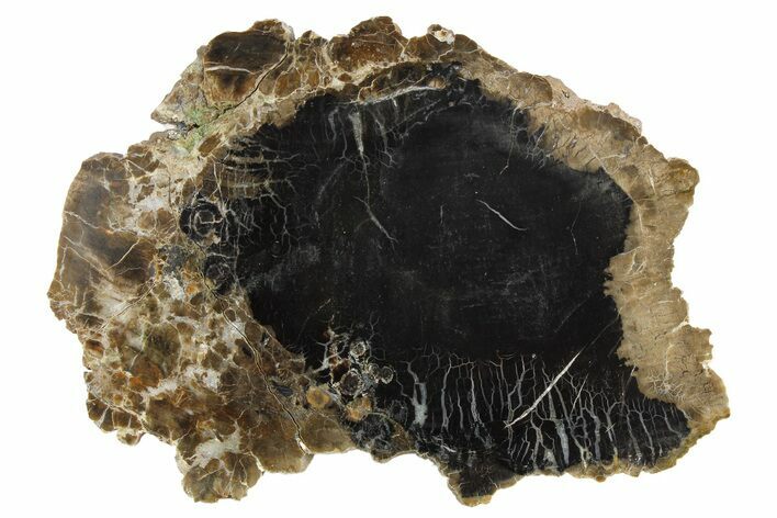 Triassic Petrified Wood (Conifer) Slab - Circle Cliffs, Utah #253307